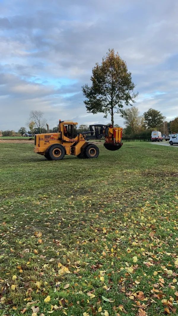 Boomverplant klem